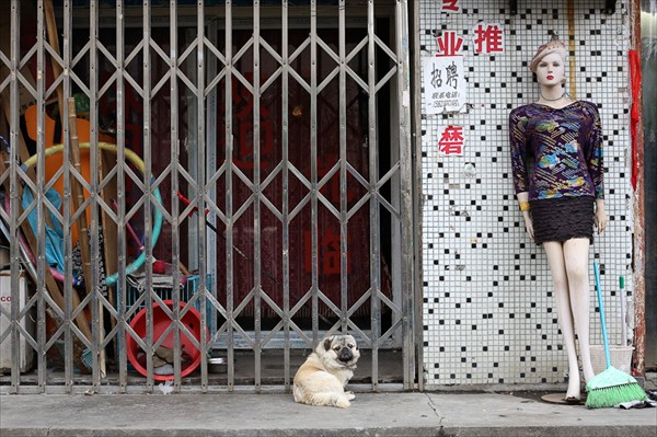 Маленькие собачки в Китае очень забавные